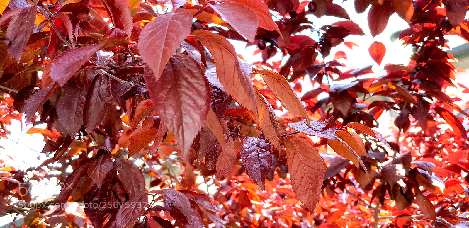 Samsung Galaxy S9+ sample photo. 20180425_132403.jpg photography