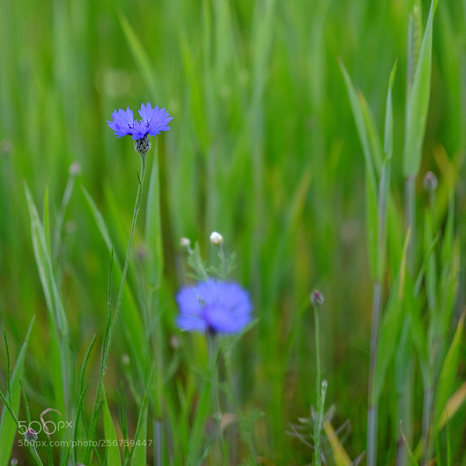 Fujifilm X-T1 sample photo. Printemps photography