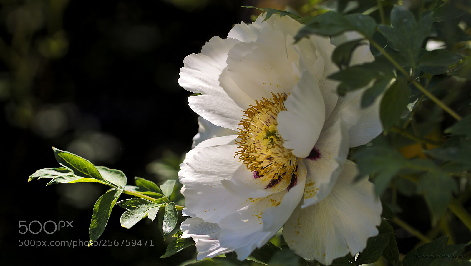 Sony SLT-A77 sample photo. .....paeonia suffruticosa andrews..... photography