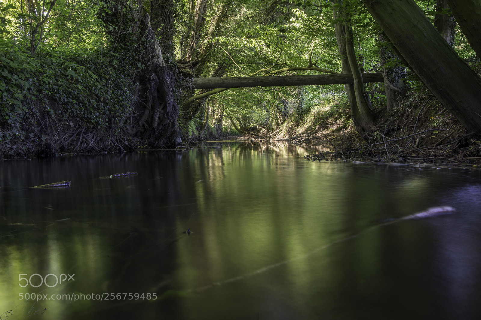 Canon EOS 6D sample photo. Foreststream photography