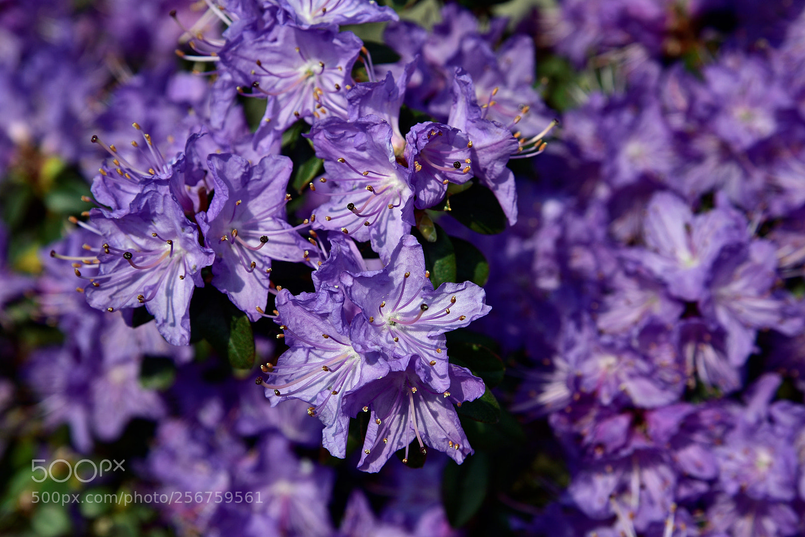 Nikon D750 sample photo. Blossom photography
