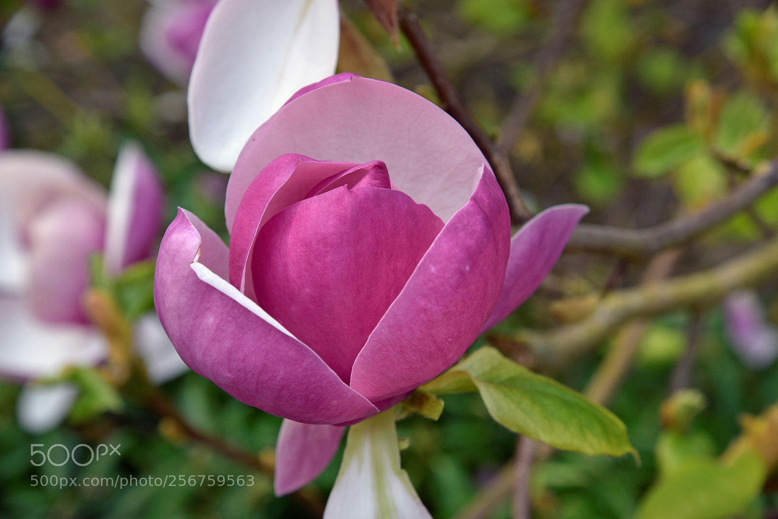 Nikon D750 sample photo. Blossom photography