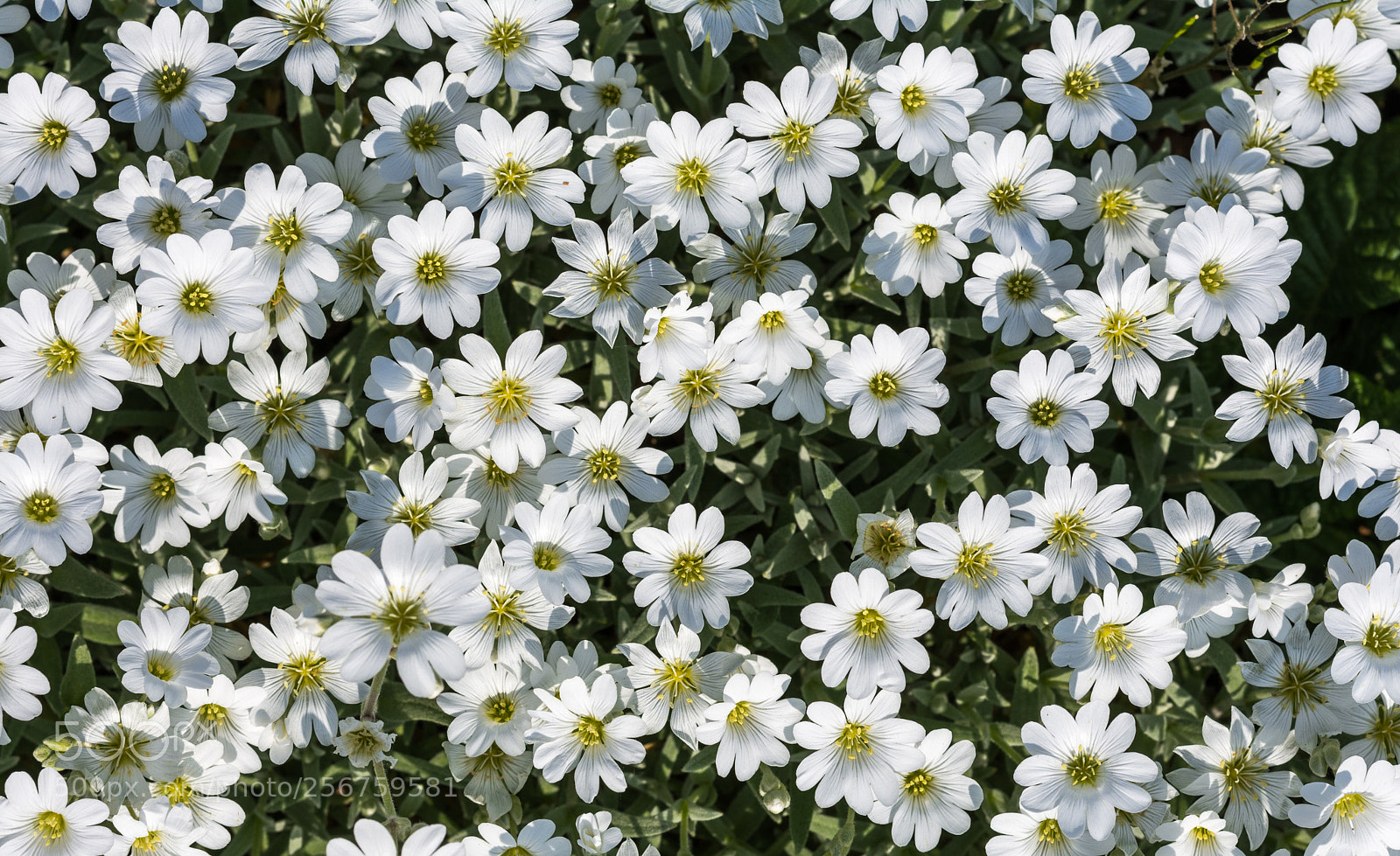 Nikon D5200 sample photo. Colors of spring photography