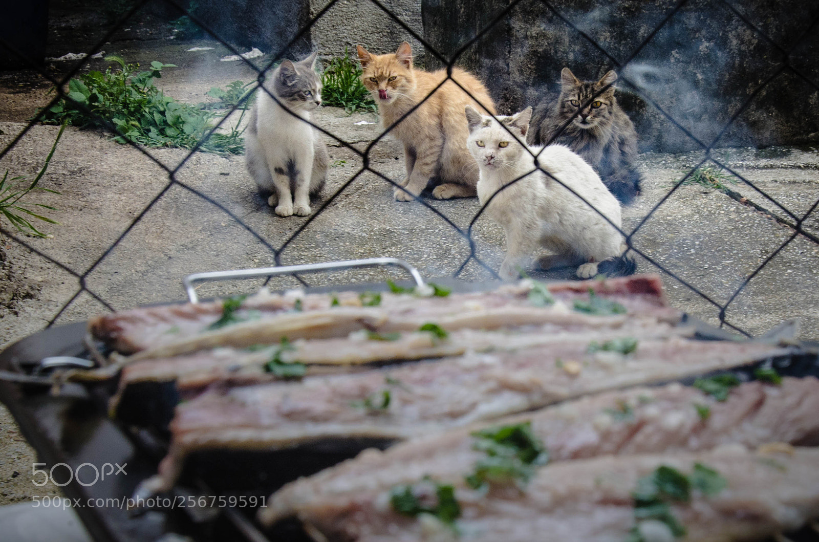 Nikon D5100 sample photo. The cat gang photography