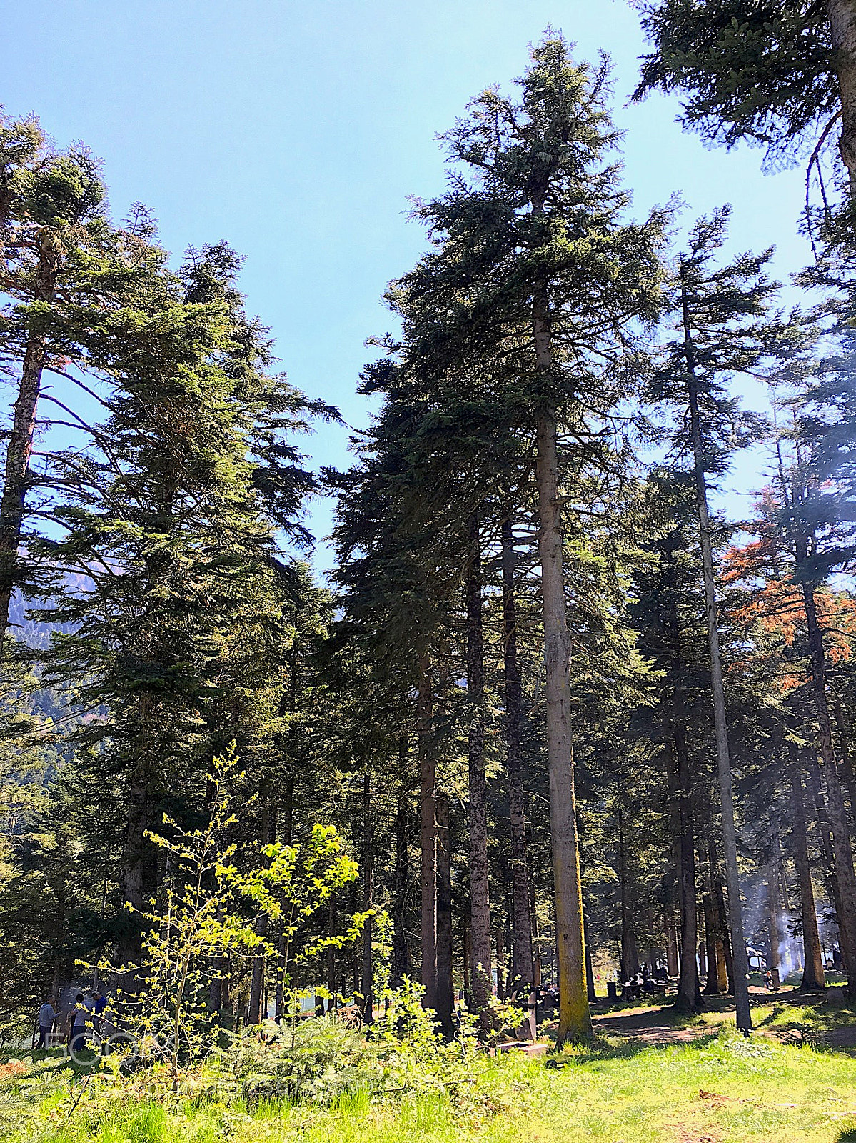 Apple iPhone 6s sample photo. Img photography