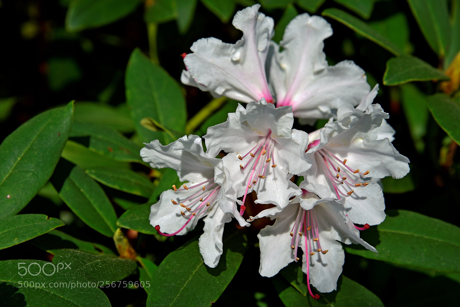Nikon D750 sample photo. Blossom photography