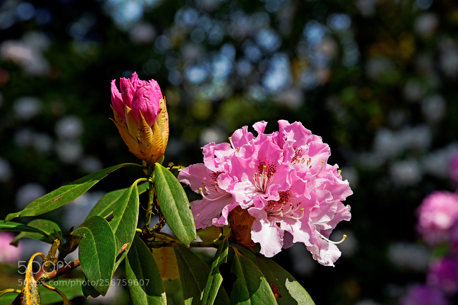 Nikon D750 sample photo. Blossom photography