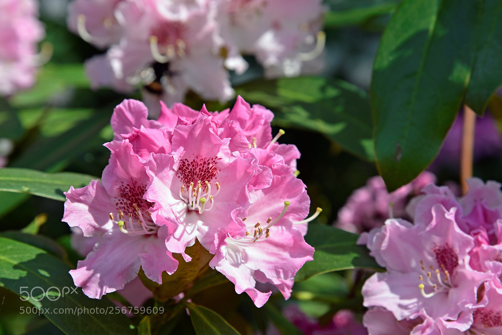 Nikon D750 sample photo. Blossom photography