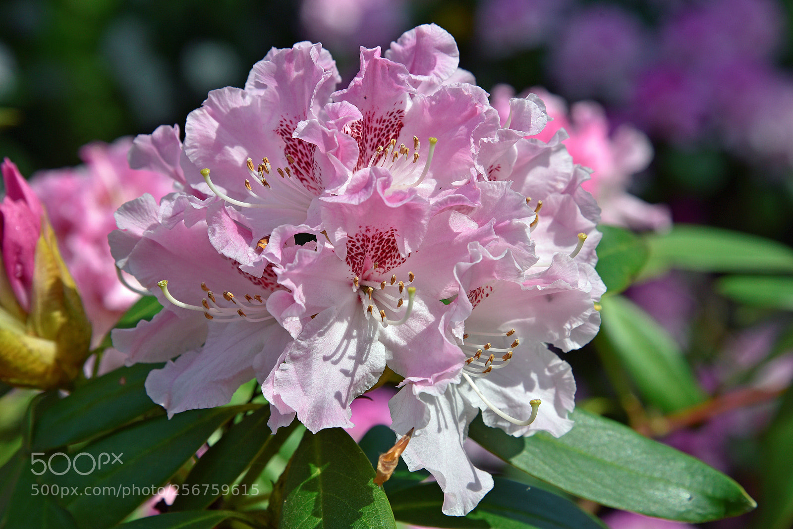 Nikon D750 sample photo. Blossom photography