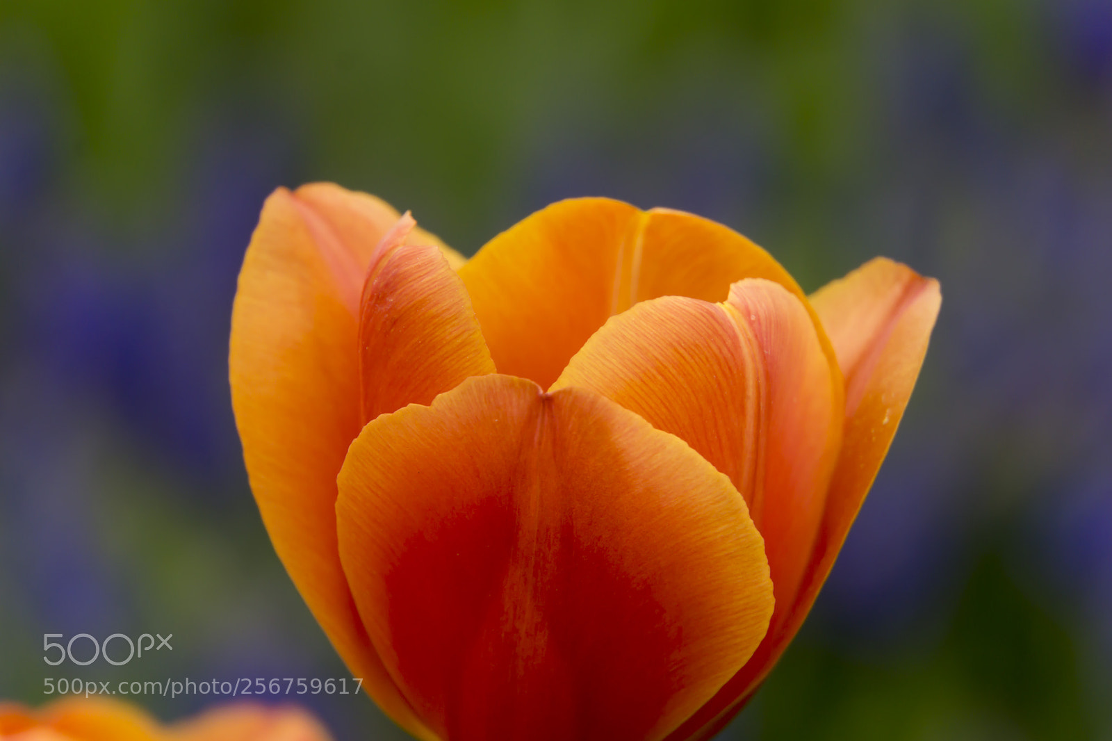 Sony a6000 sample photo. Orange photography