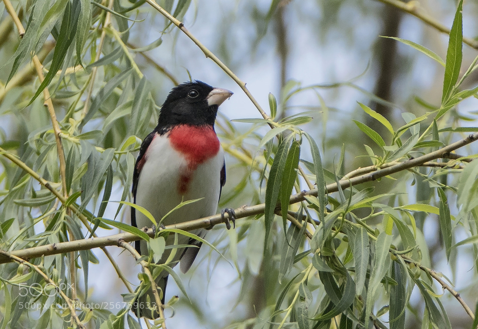 Canon EOS 80D sample photo. Rose breasted grosbeak in photography
