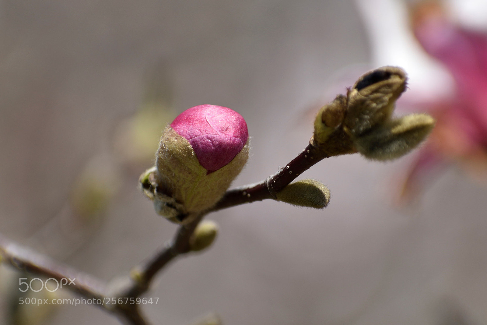 Nikon D5500 sample photo. Almost in bloom photography