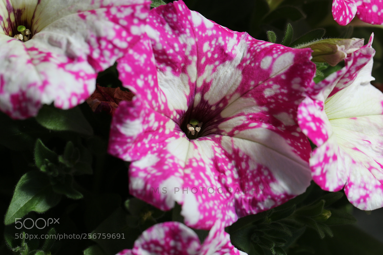 Canon EOS 70D sample photo. Petunia in the garden photography