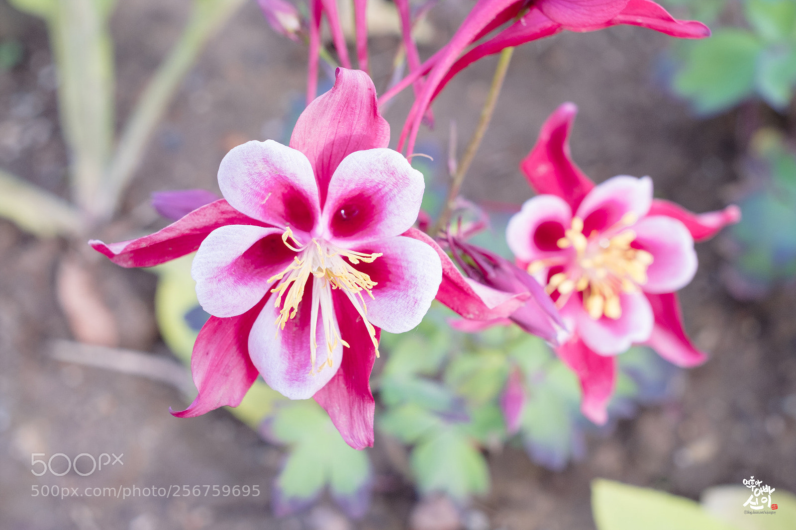 Fujifilm X-T2 sample photo. Columbine  photography