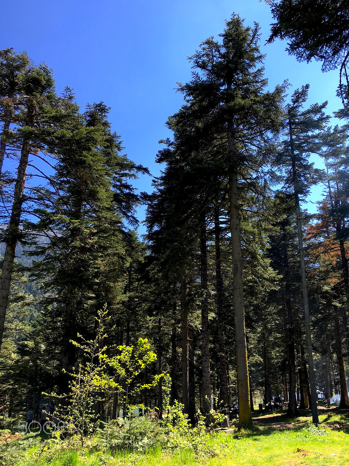 Apple iPhone 6s sample photo. Img photography