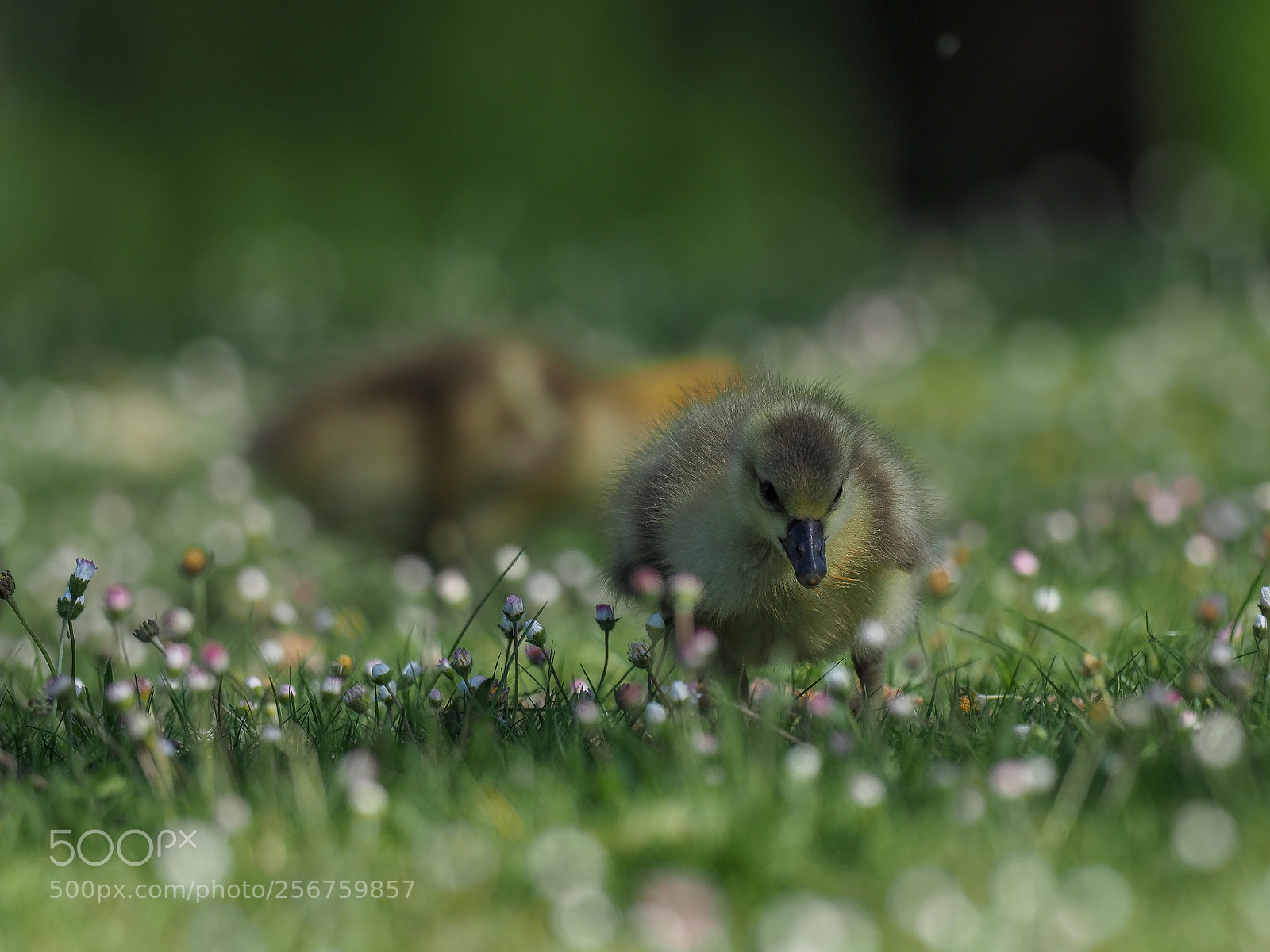 Olympus OM-D E-M1 Mark II sample photo. Baby canada goose photography