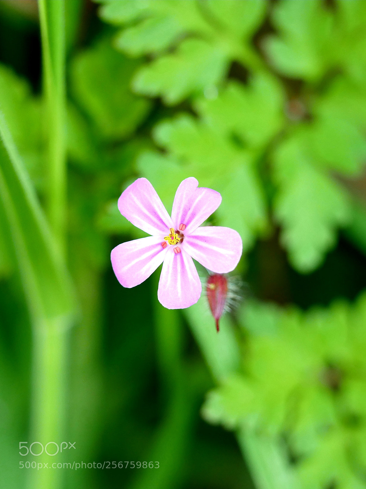 Panasonic Lumix DMC-GX8 sample photo. Pink flower photography