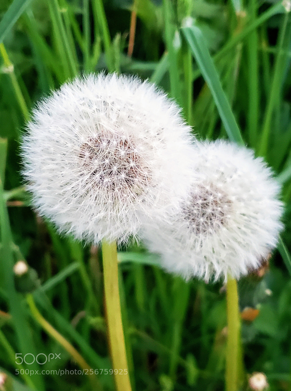 Samsung Galaxy S9 sample photo. Dandelion photography