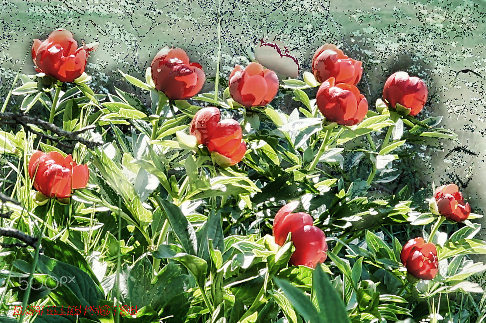 Sony Alpha NEX-3N sample photo. Delightful peonies.jpg photography