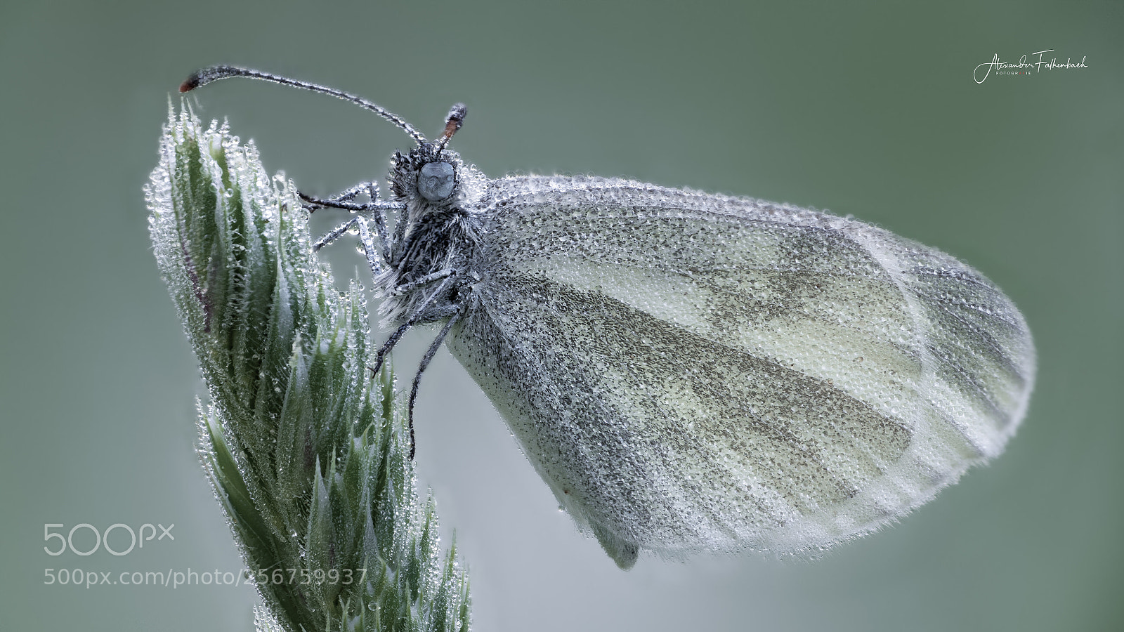Nikon D850 sample photo. Metterschling photography