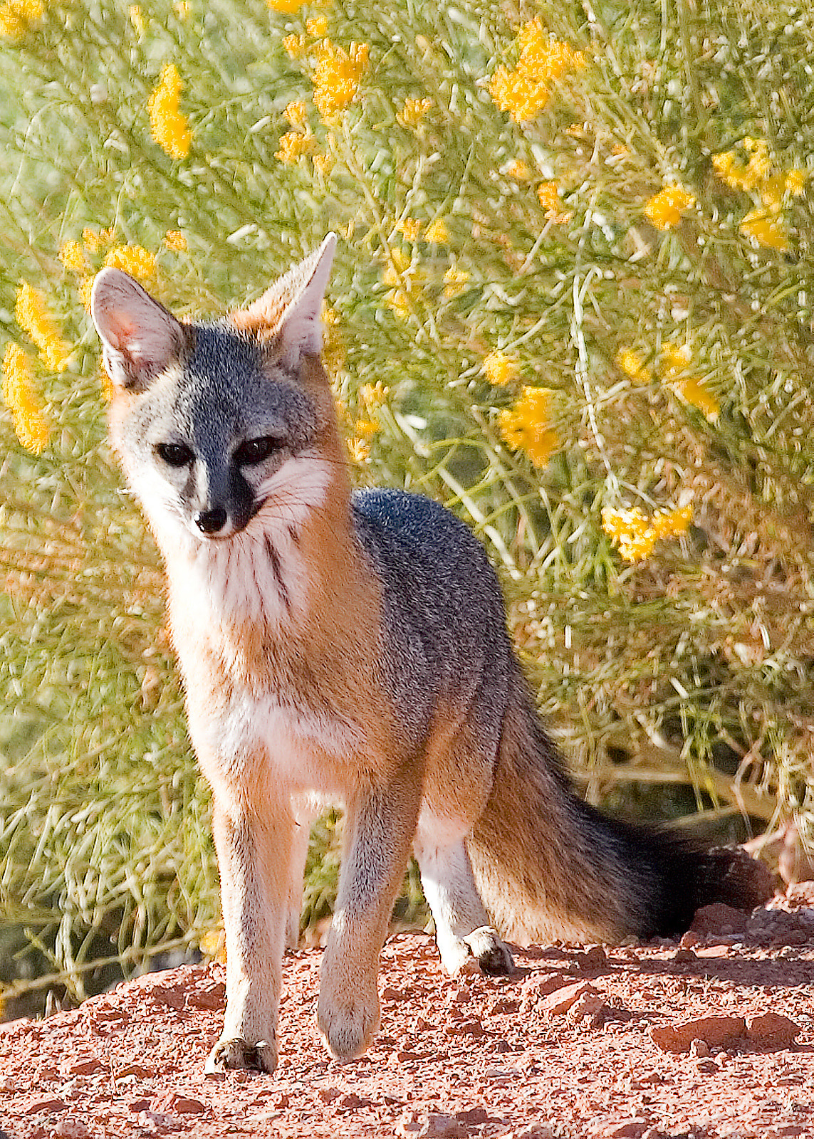 Canon EOS-1Ds Mark II sample photo. Kit fox photography