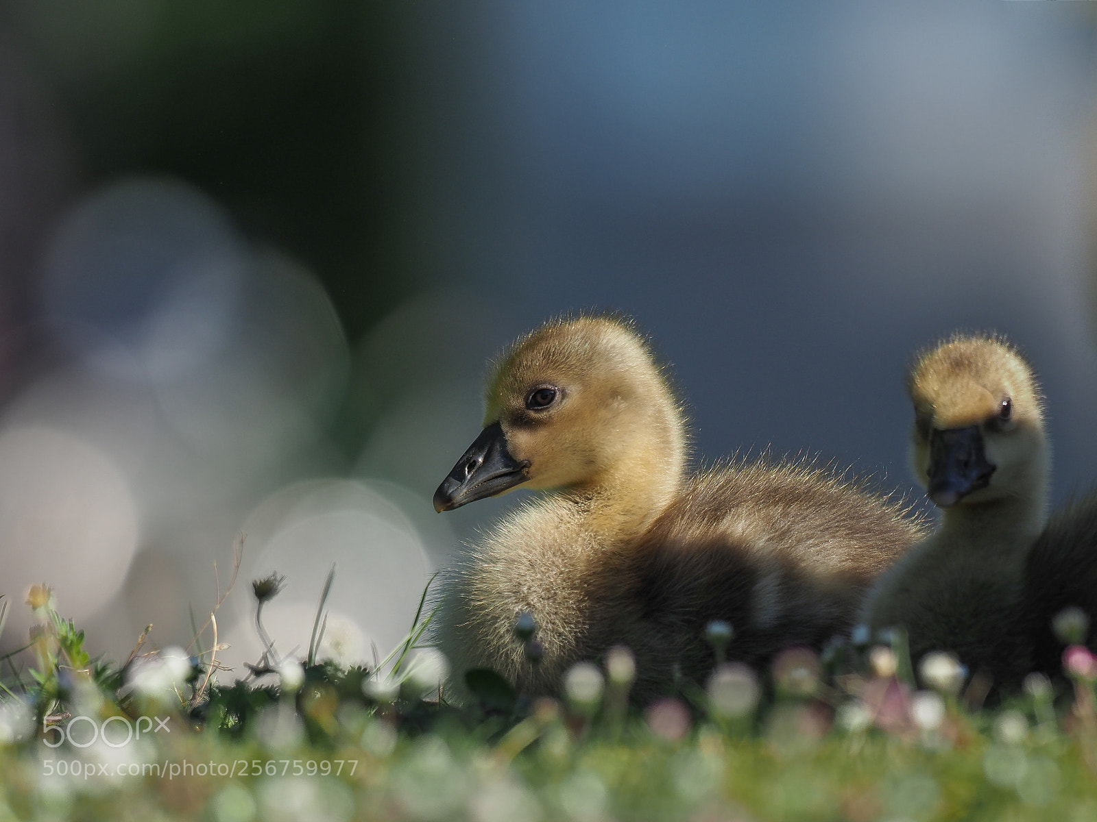 Olympus OM-D E-M1 Mark II sample photo. Baby canada goose photography