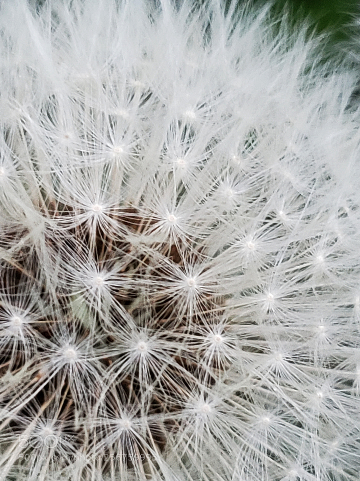 Samsung Galaxy S9 sample photo. Dandelion photography
