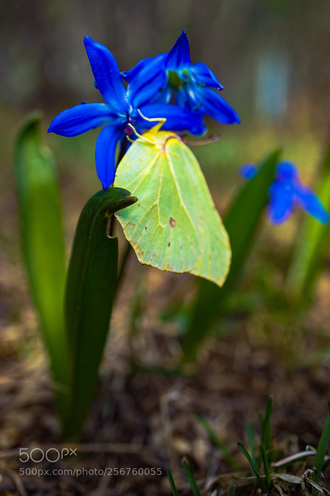 Sony a7 II sample photo. "the first spring butterfly" photography