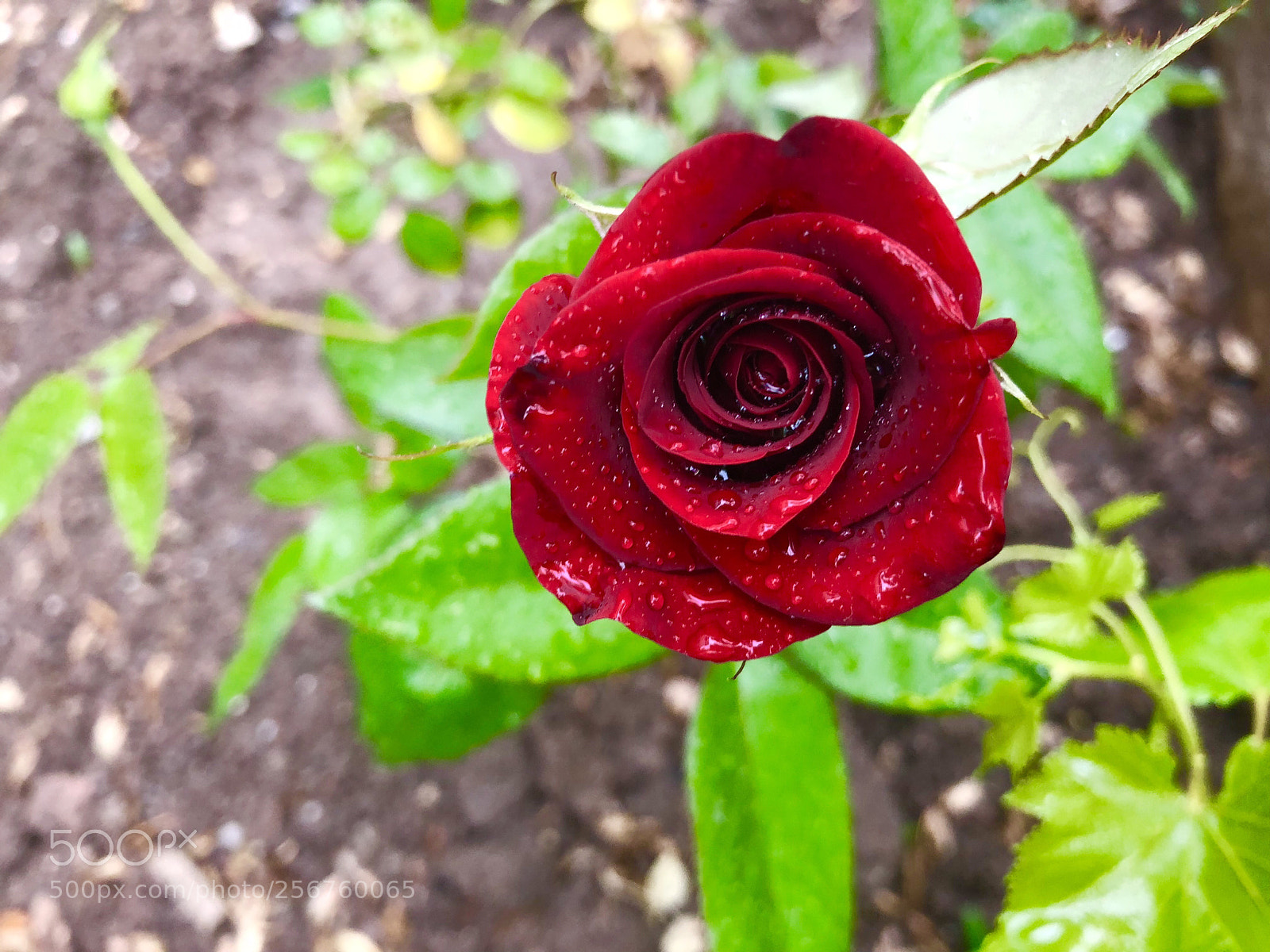 Apple iPhone X sample photo. Untitled photography