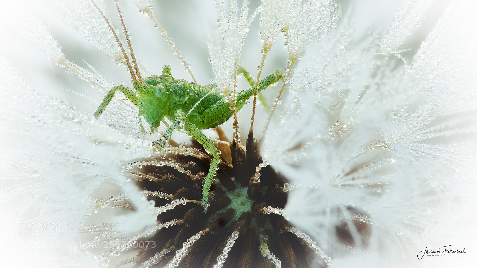 Nikon D850 sample photo. Heuschrecke photography
