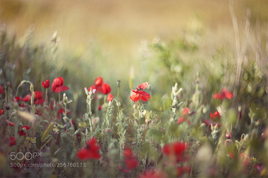 Canon EOS 5D Mark II sample photo. *** photography