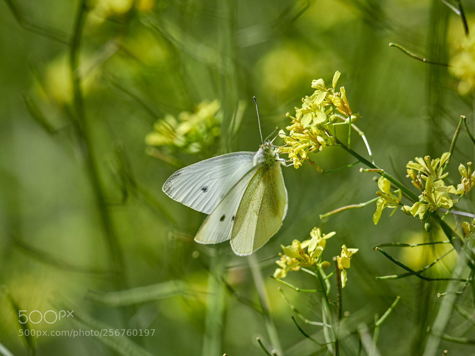 Olympus OM-D E-M1 Mark II sample photo. Butterfly on the grass photography