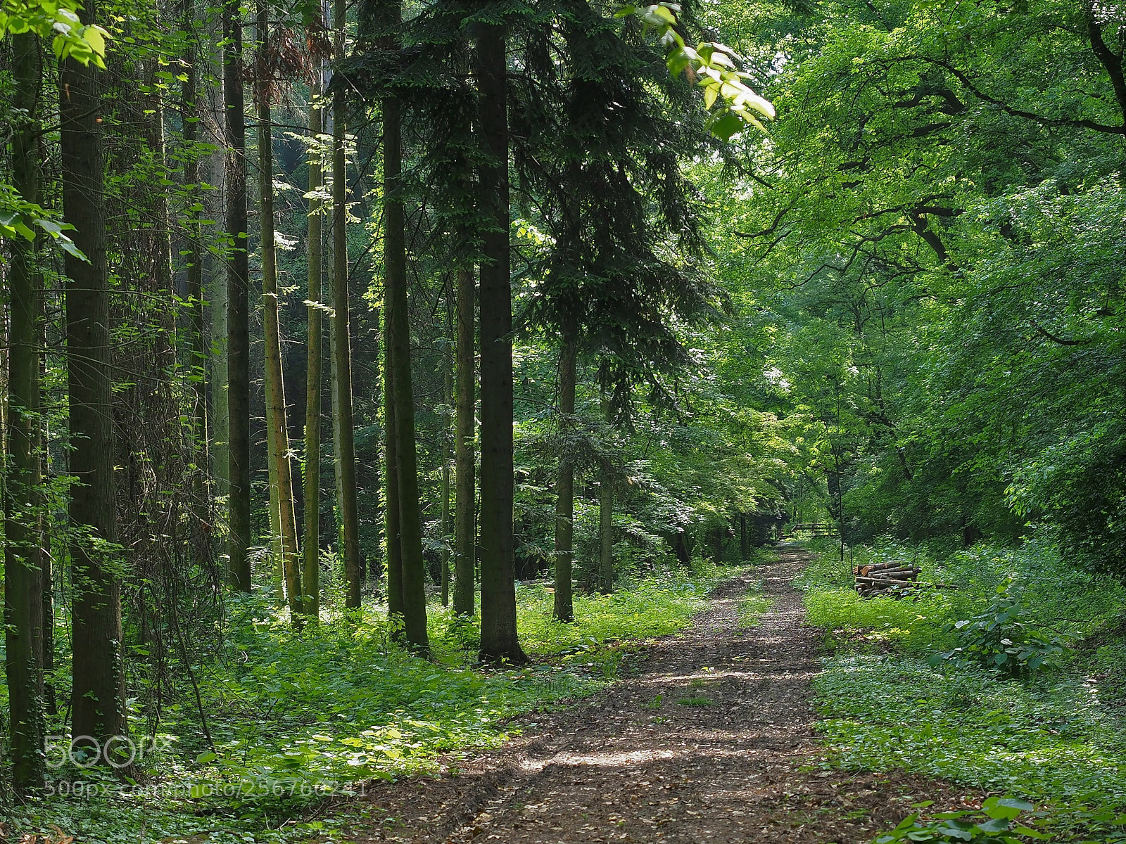 Olympus OM-D E-M1 Mark II sample photo. Between trees photography