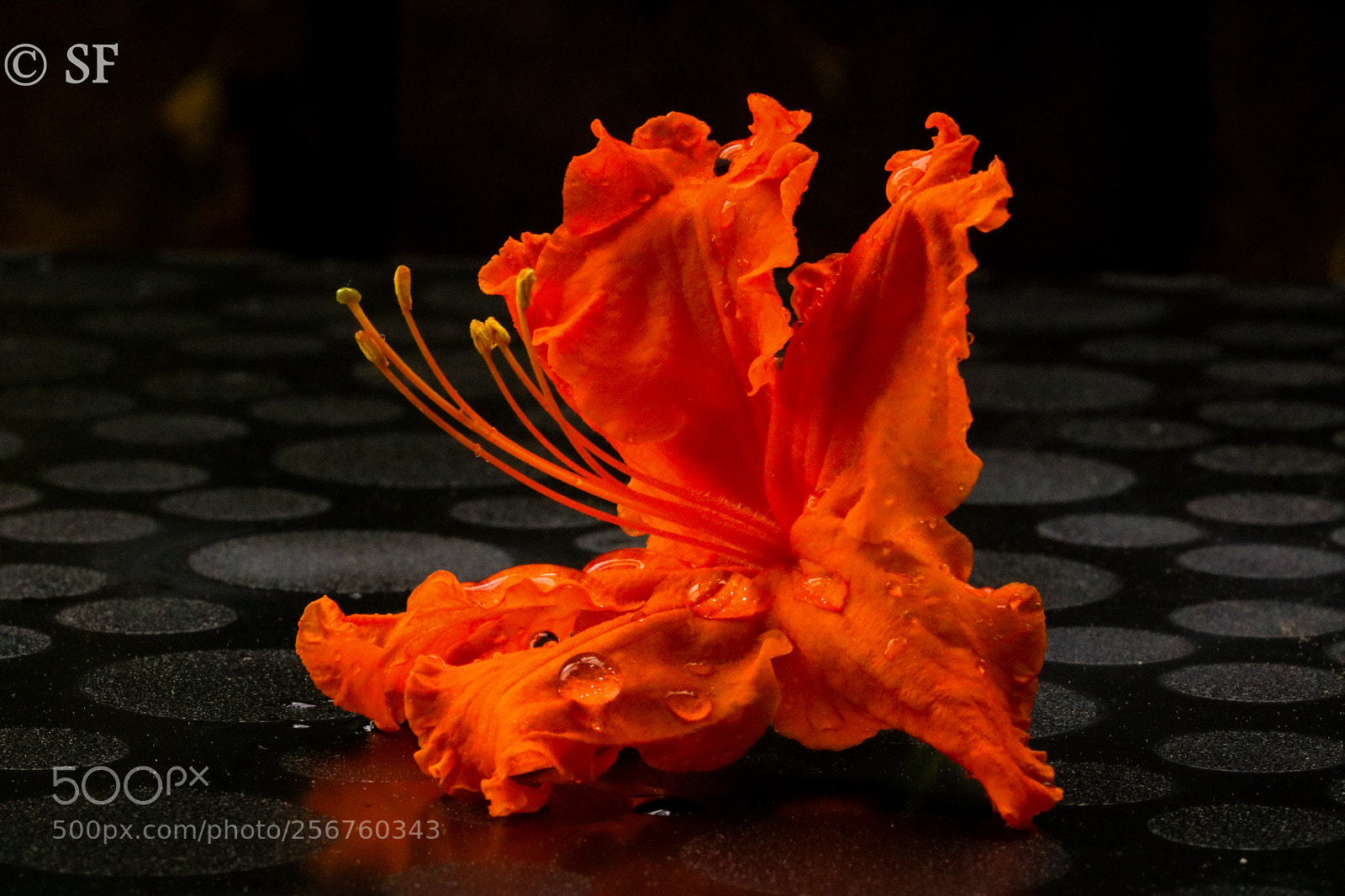 Canon EOS 750D (EOS Rebel T6i / EOS Kiss X8i) sample photo. The orange beauty photography