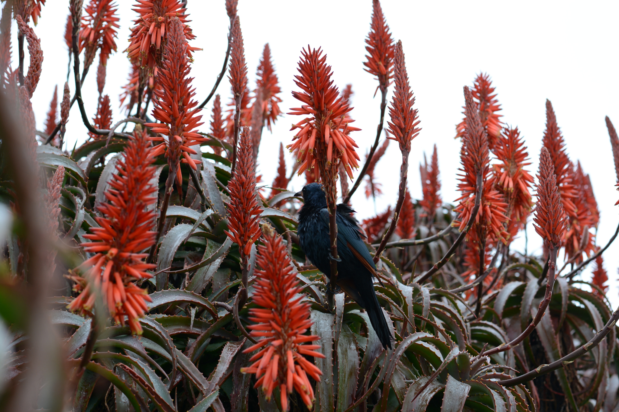 Nikon D7100 + Nikon AF-S Nikkor 50mm F1.8G sample photo. Cape of good hope photography