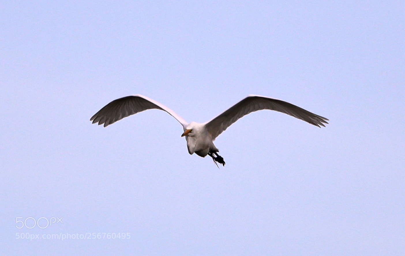 Canon EOS-1D X Mark II sample photo. 05-06-18-0016399.jpg photography