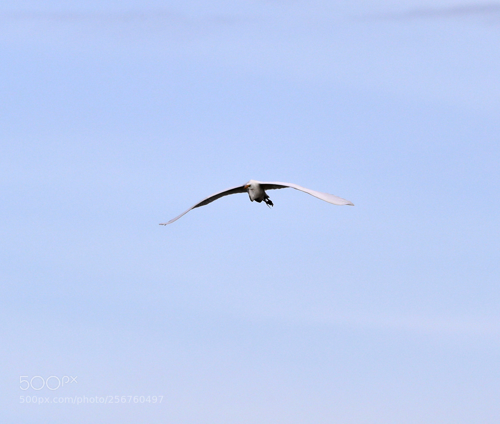 Canon EOS-1D X Mark II sample photo. 05-06-18-0016400.jpg photography