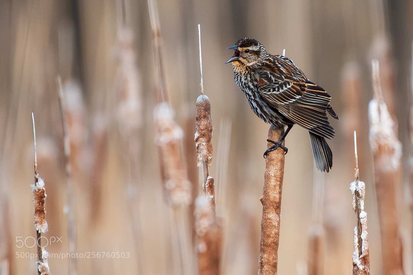 Nikon D750 sample photo. Female redwinged blackbird photography