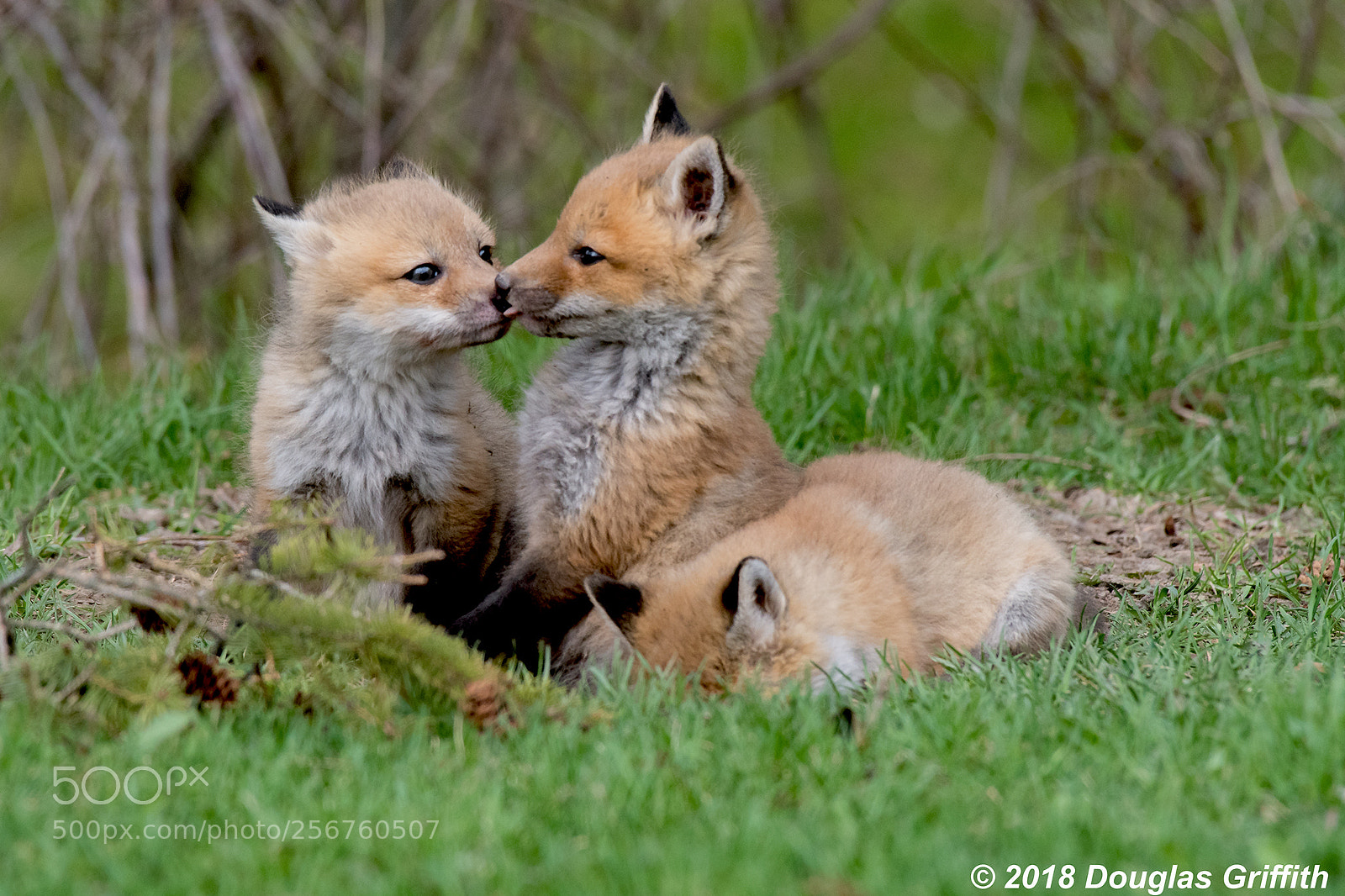 Nikon D500 sample photo. Red fox kits vulpes photography