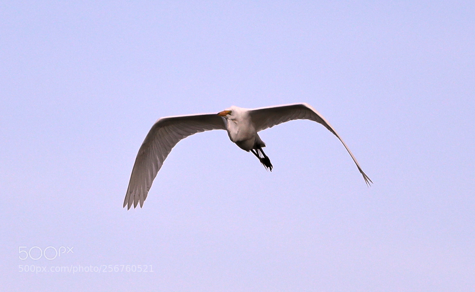 Canon EOS-1D X Mark II sample photo. 05-06-18-0016398.jpg photography