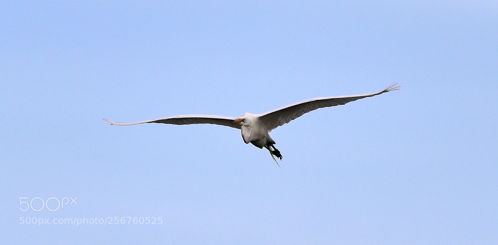 Canon EOS-1D X Mark II sample photo. 05-06-18-0016397.jpg photography