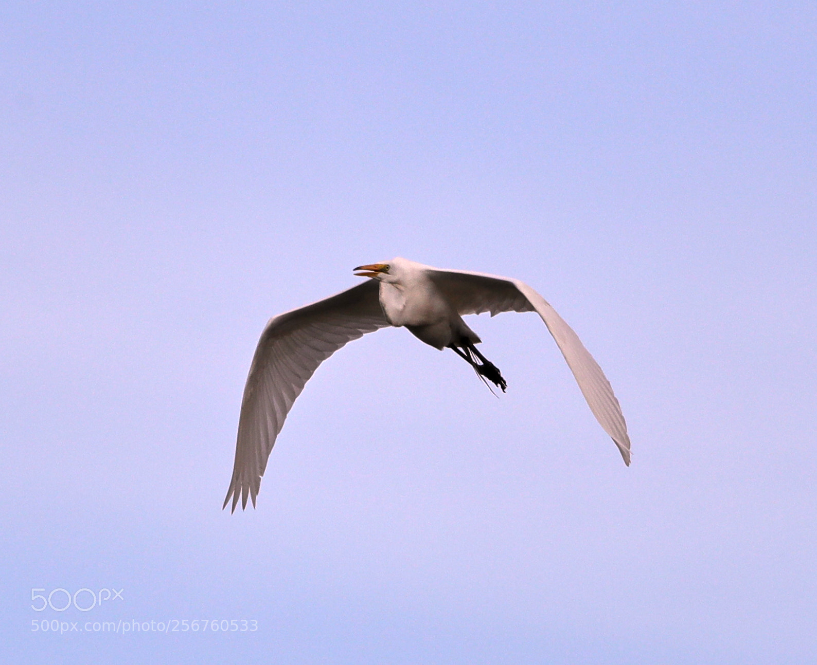 Canon EOS-1D X Mark II sample photo. 05-06-18-0016396.jpg photography