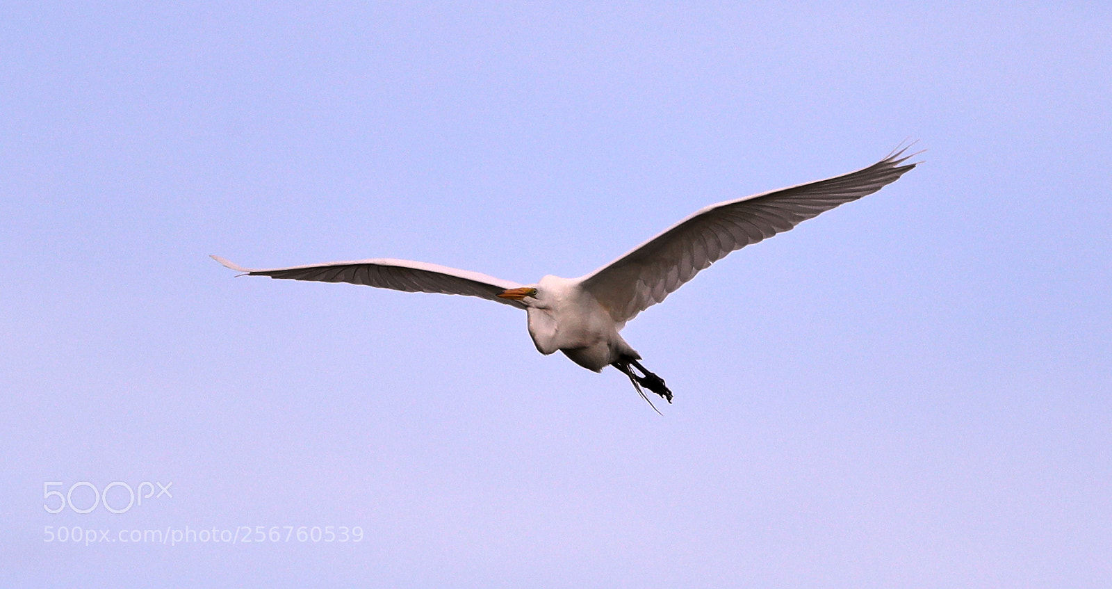 Canon EOS-1D X Mark II sample photo. 05-06-18-0016395.jpg photography