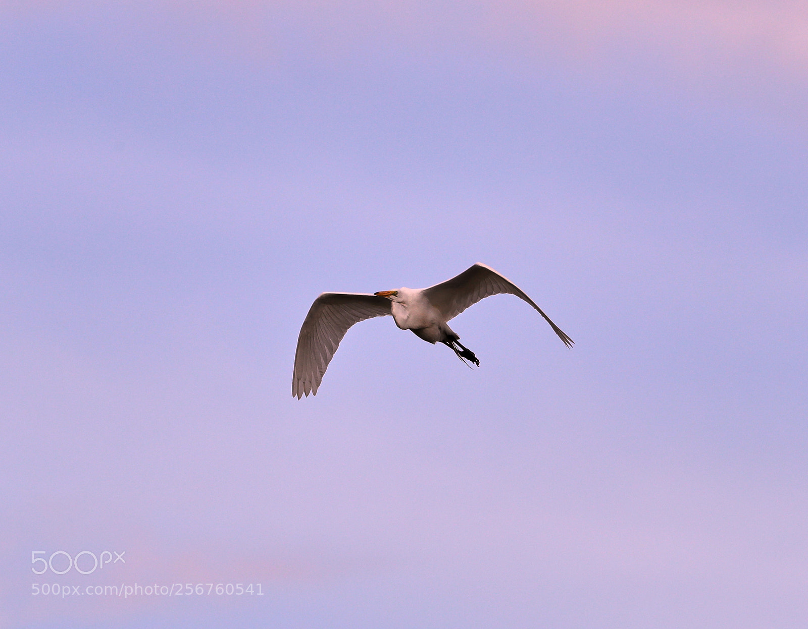 Canon EOS-1D X Mark II sample photo. 05-06-18-0016394.jpg photography