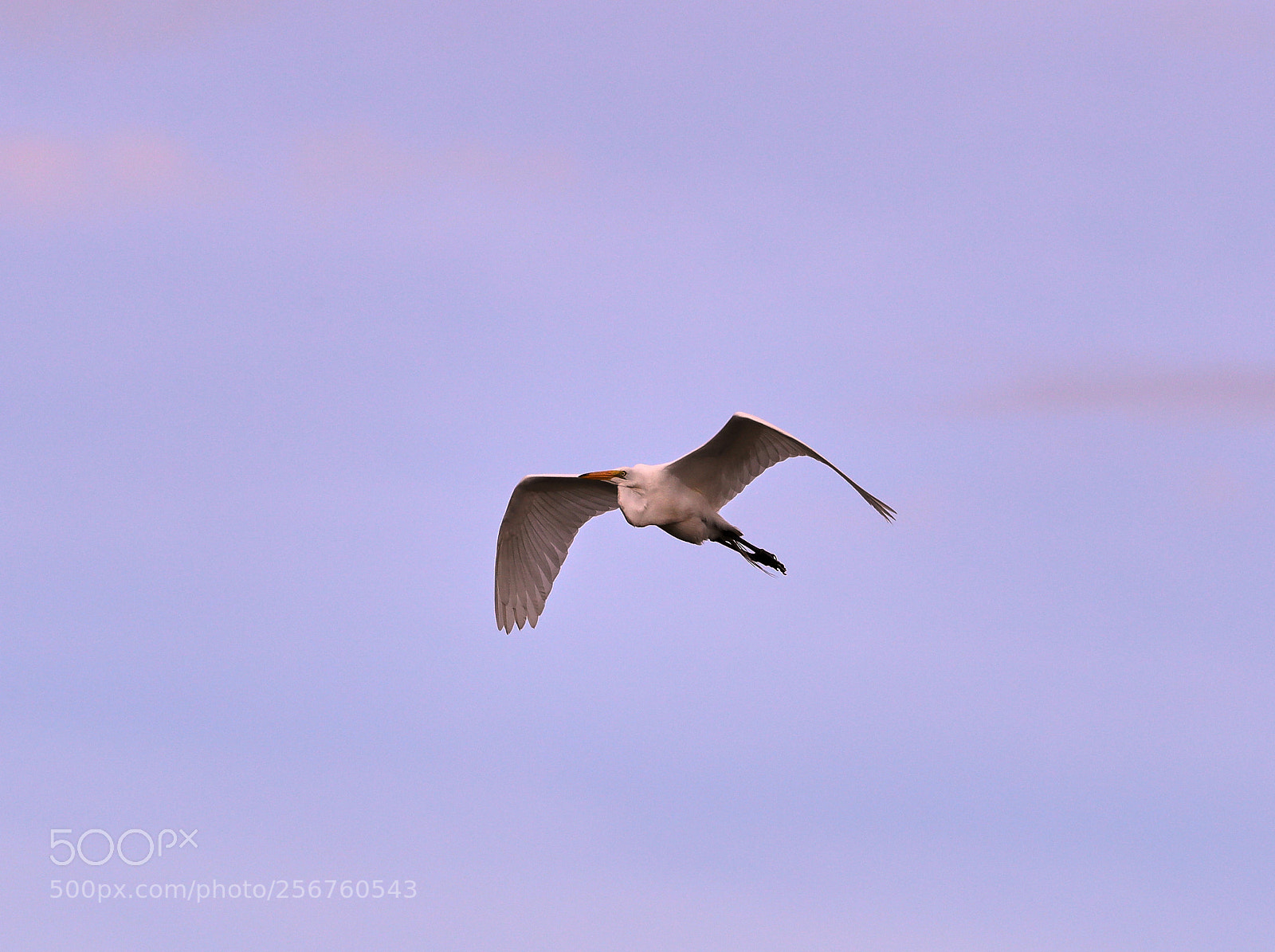 Canon EOS-1D X Mark II sample photo. 05-06-18-0016393.jpg photography