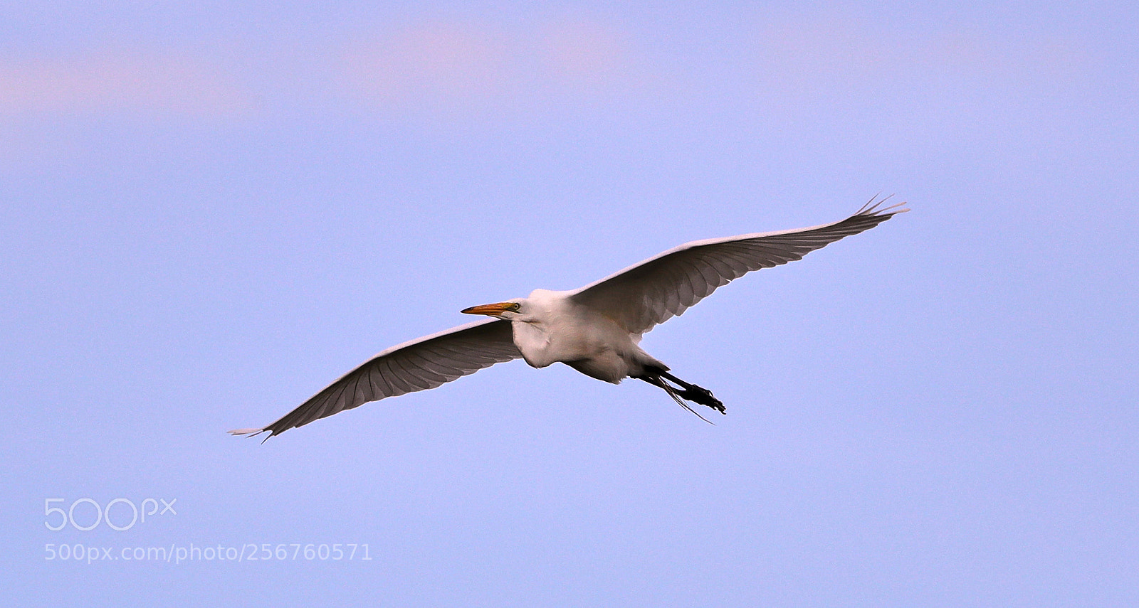 Canon EOS-1D X Mark II sample photo. 05-06-18-0016392.jpg photography