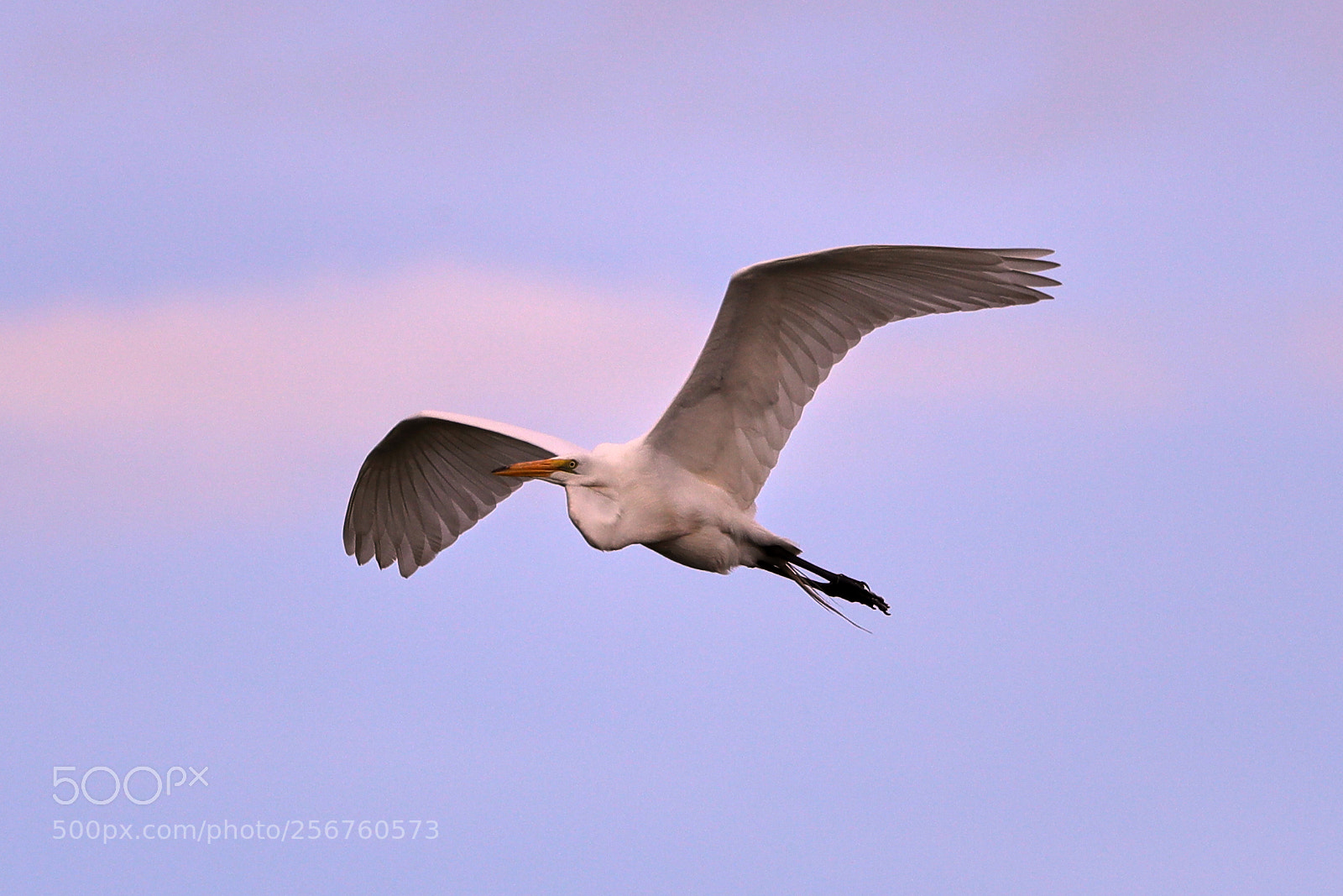 Canon EOS-1D X Mark II sample photo. 05-06-18-0016391.jpg photography