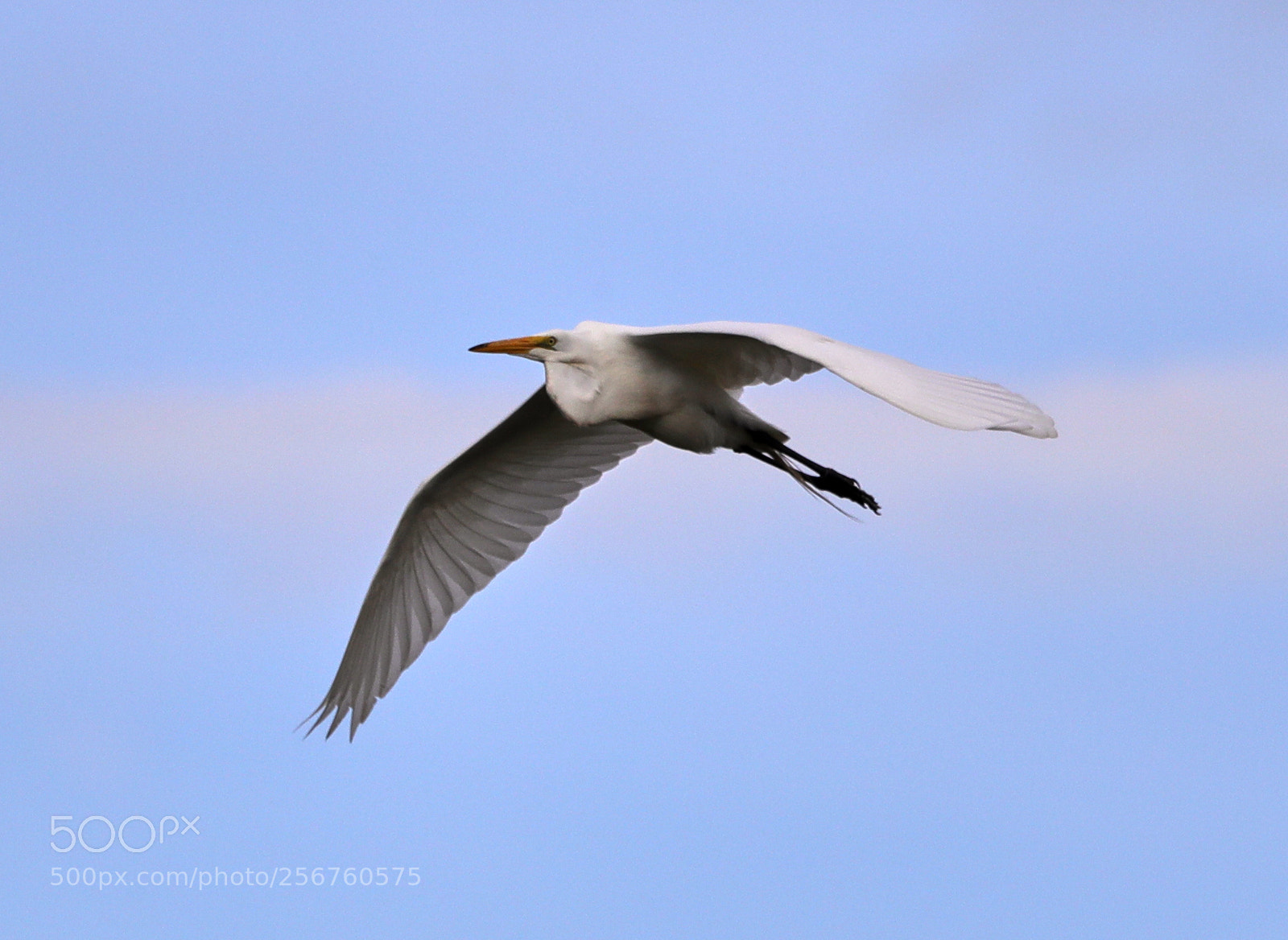 Canon EOS-1D X Mark II sample photo. 05-06-18-0016390.jpg photography