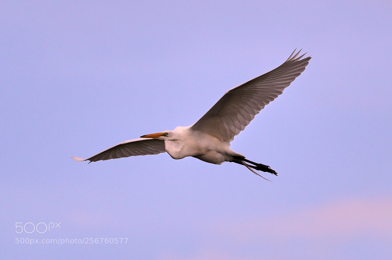 Canon EOS-1D X Mark II sample photo. 05-06-18-0016389.jpg photography