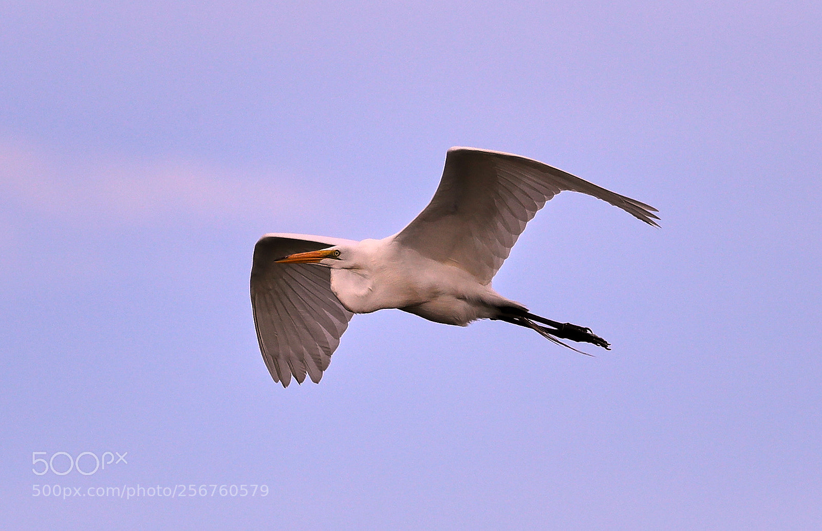 Canon EOS-1D X Mark II sample photo. 05-06-18-0016388.jpg photography